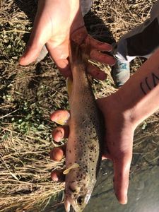 Brown Trout