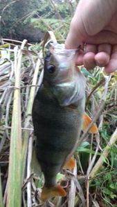 European Perch
