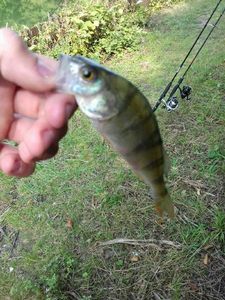 European Perch