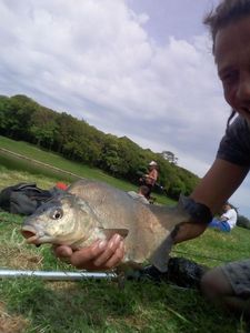 Common Bream