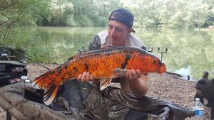 Koï Fish
