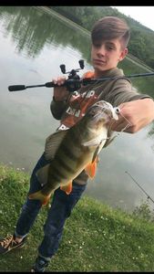 European Perch