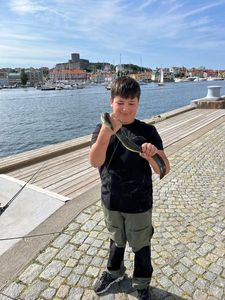 European Eel (Common Eel)
