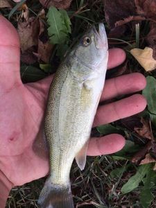 Largemouth Bass