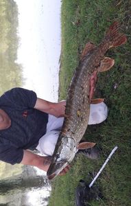 Northern Pike