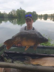 Mirror Carp