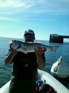 European Bass (Seabass)
