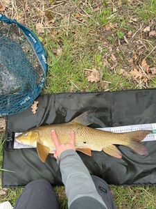 Barbel