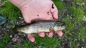 Brown Trout