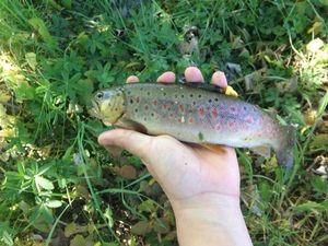 Brown Trout