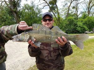 Zander