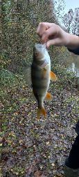 European Perch