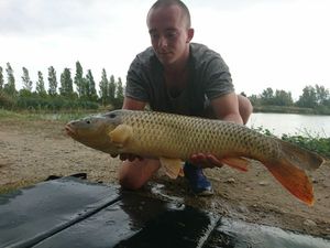 Common Carp