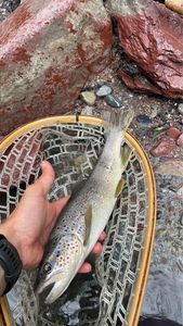 Brown Trout