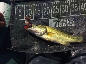 Largemouth Bass