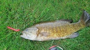 Smallmouth Bass