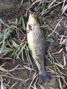 Brown Trout