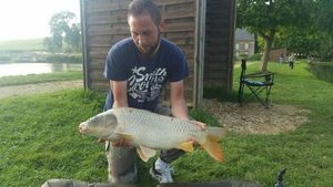 Common Carp