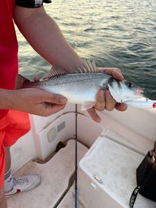European Bass (Seabass)