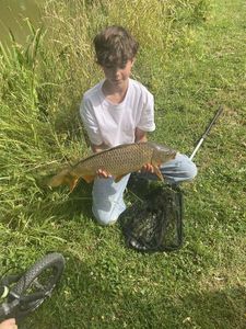 Common Carp