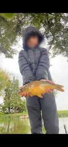 Mirror Carp