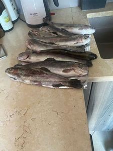 Rainbow Trout