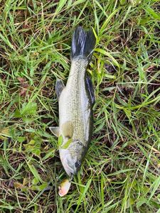 Largemouth Bass