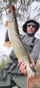 Northern Pike