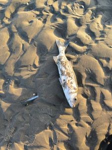 European Bass (Seabass)