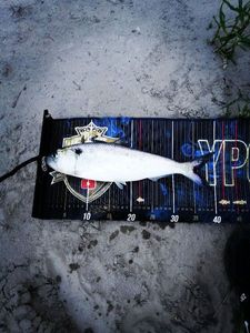 Twaite Shad