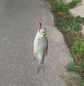 White bream