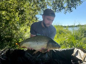 Common Carp