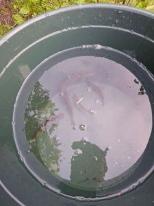 Roach
