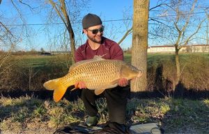 Common Carp