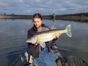 Zander