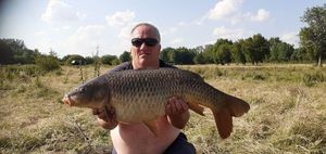Common Carp