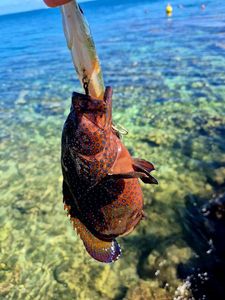 Peacock Grouper