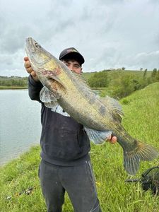 Zander