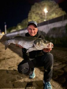 European Bass (Seabass)