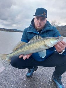Zander