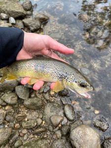 Brown Trout