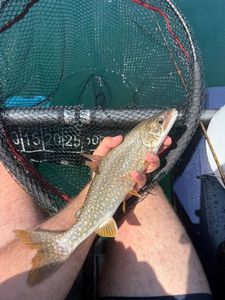 Lake Trout