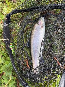 Rainbow Trout