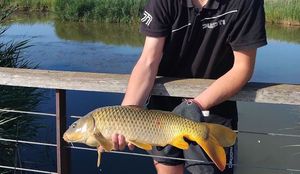 Common Carp