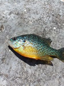 Green Sunfish