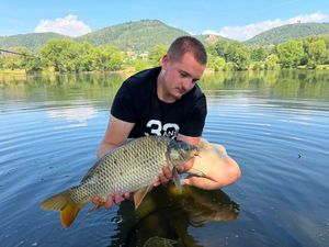 Common Carp