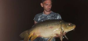 Common Carp