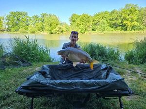 Mirror Carp