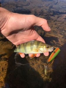 European Perch