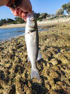 European Bass (Seabass)